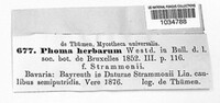 Phoma herbarum image